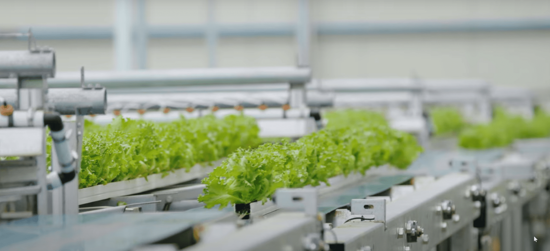 Lettuce production using compressed air